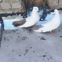 فیلی گروخ ، سیاه