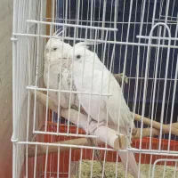 عروس هلندی خاص