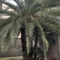 نخل فونیکس ۴۰ ساله|گل و گیاه طبیعی|ساری, |دیوار