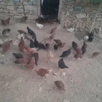 جوجله