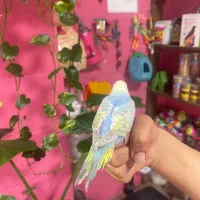 مرغ عشق فول رام|پرنده|محمودآباد, |دیوار