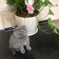 اسکاتیش دختر|گربه|تهران, دردشت|دیوار