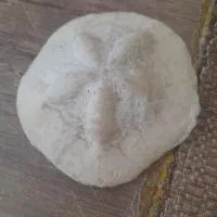 چند عدد فسیل با قدمت میلیون سال به فروش می رسد