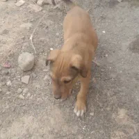 توله دورگه دوبرمن وسرابی|سگ|ایلام, |دیوار