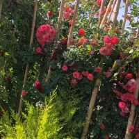 گل وگیاهان  بیرونی وآپارتمانی