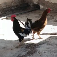 یه خروس و یه مرغ تخم گذار