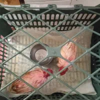 جوجه رنگی تربیت شده