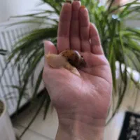 پک ۱۷۵ عددی حلزون آلبینو سه‌ماهه سفید کرمی