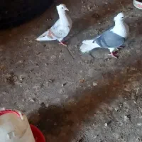 یک جفت کبوتر آنتیک