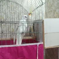 نرماده عروس