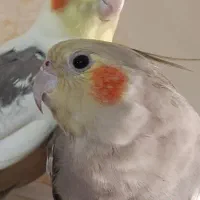 عروس هلندی نر ماده