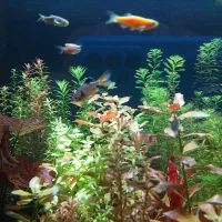 فروش آکواریوم پلنت کامل و حرفه ای|ماهی|تبریز, |دیوار