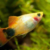 جفت پلاتی میکی موس|ماهی|ارومیه, |دیوار