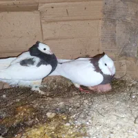 موکت معاوضه با آلمانی