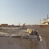کفتر|پرنده|چناران, |دیوار
