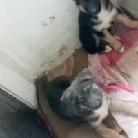 توله نر و ماده