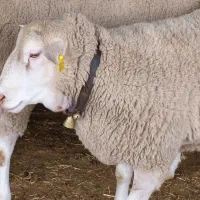 فروش بره نژاد رومن نر و ماده|حیوانات مزرعه|قزوین, |دیوار