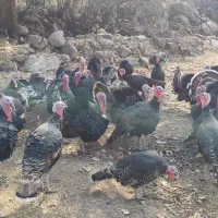 بوقلمون محلی ارگانیک