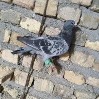 پرنده