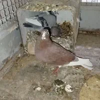 کیف طرح کفتر رنگه