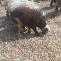 بره  کشتی