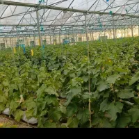 اجاره گلخانه