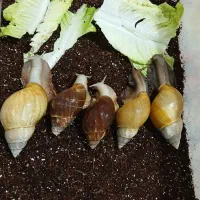 حلزون آلبینو