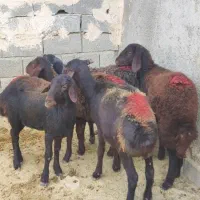 بره ماده افشاری|حیوانات مزرعه|محمدیه-قزوین, |دیوار