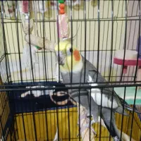 عروس هلندی جفت|پرنده|نظرآباد, شهرک سید جمال الدین|دیوار