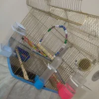 طوطی برزیلی|پرنده|دزفول, |دیوار