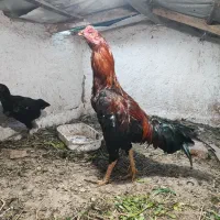 تخم مرغ لاری ودورگه