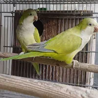 دو جفت راهب مولد کار داده بشرط