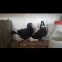 نرماده سیاه پلنگ|پرنده|چترود, |دیوار