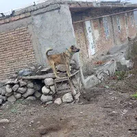 واگذاری سگ سرابی نگهبان و گله ای 2 ساله