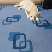 دوعددسگ خانگی