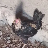 جوجه خروس