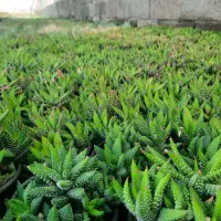کاکتوس|گل و گیاه طبیعی|ماهدشت, |دیوار