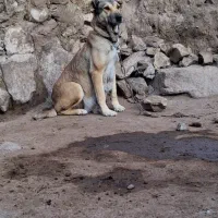 سگ ماده سرابی