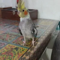 عروس هلندی نر ،زرنگ ،خوش صدا|پرنده|نوکنده, |دیوار