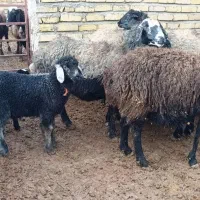 گوسفندمیش.شیشک ۲ دندان و ۴ دندادن بره دار درجه یک