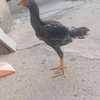 لاری دو جفت جوجه لاری اصل|حیوانات مزرعه|الوند, |دیوار