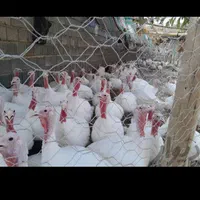 بوقلمون سفید اورگانیک