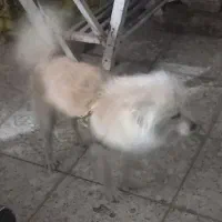 پامر روباهی