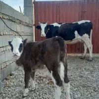 گاو گوساله دار|حیوانات مزرعه|گنبد کاووس, |دیوار