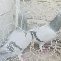 جفت سبز پلاکی