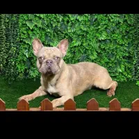 واگذاری سگ پاگ و فرنچ پولدار مرله