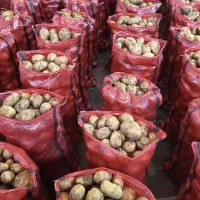 سیب زمینی عروسک عروسک