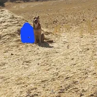 سگ سرابی|سگ|سنندج, |دیوار