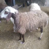 بره نر قوچی گوسفند
