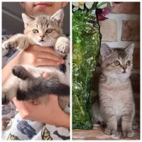 گربه های خیلی ناز|گربه|یزد, |دیوار